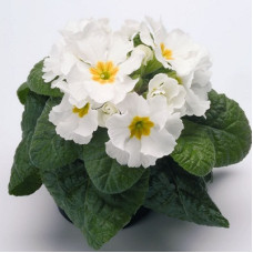 Примула высокая Пиано Вайт