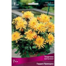 Георгина Гарден Принцесс (кактусовая)