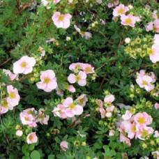 Лапчатка кустарниковая Принцесс