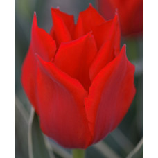 Тюльпан Принцесса Шарман