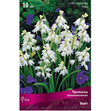 Пролеска колокольчатая Вайт