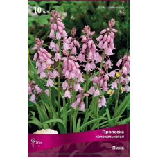 Пролеска колокольчатая Пинк