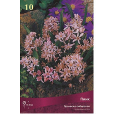 Пролеска сибирская Пинк