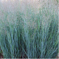 Просо прутьевидное Хэви Метал