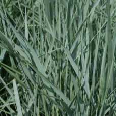 Просо прутьевидное Прайри Скай