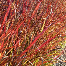 Просо прутьевидное Ребраун