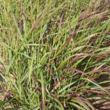 Просо прутьевидное Ротштральбуш