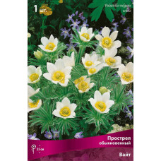 Прострел обыкновенный Вайт 