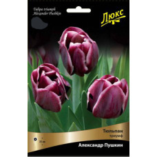 Тюльпан Александр Пушкин (Серия Люкс)