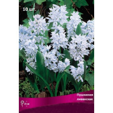 Пушкиния Ливанская