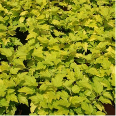 Пузыреплодник калинолистный Дартс Голд 