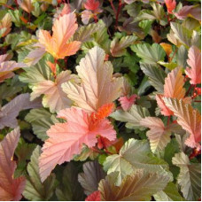 Пузыреплодник калинолистный Диабл Д'Ор