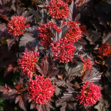 Пузыреплодник калинолистный Шух  