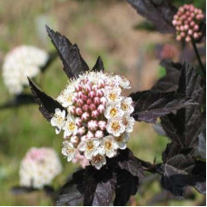 Пузыреплодник калинолистный Диаболо