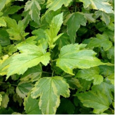 Пузыреплодник калинолистный Энис Голд