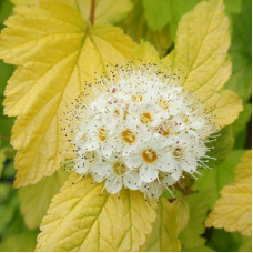 Пузыреплодник калинолистный Лютеус