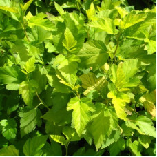 Пузыреплодник калинолистный Наггет