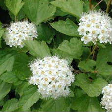 Пузыреплодник калинолистный Нана