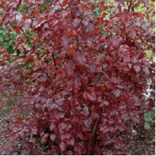 Пузыреплодник калинолистный Саммэ Вайн