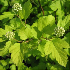 Пузыреплодник калинолистный Тильден Парк