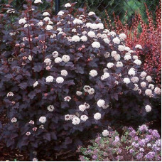 Пузыреплодник калинолистный Леди ин Ред