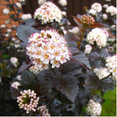 Пузыреплодник калинолистный Ред Барон