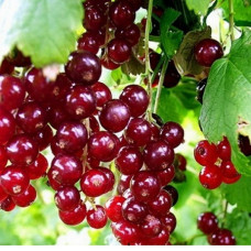 Смородина красная Рачновская