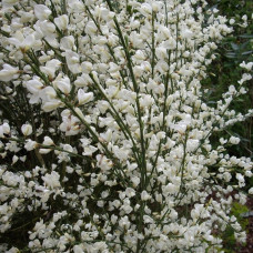 Ракитник ранний Албус 