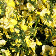 Ракитник венечный Луна 