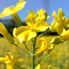 Сидерат Рапс