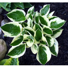 Хоста Форчуна Патриот