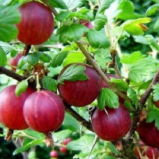 Крыжовник Раволт