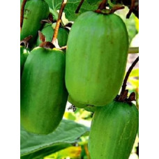 Актинидия аргута Ребристая