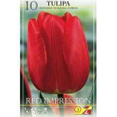 Тюльпан Ред Импрешн 
