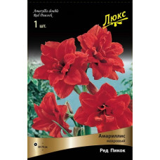 Амариллис Ред Пикок