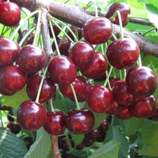 Черешня Ревна
