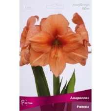 Амариллис Рилона