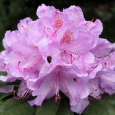 Рододендрон гибридный Док  