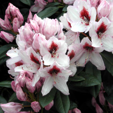 Рододендрон гибридный Граффито 