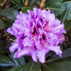 Рододендрон гибридный Кабаретт  