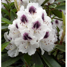 Рододендрон гибридный Сафо  