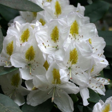 Рододендрон гибридный Мадам Массон 