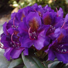 Рододендрон гибридный Марсель менард  