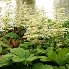 Роджерсия конскокаштанолистная