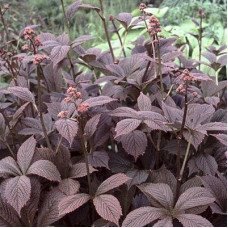 Роджерсия перистая Чоколит Вингс