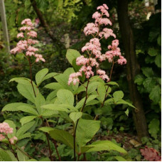 Роджерсия перистая Элеганс