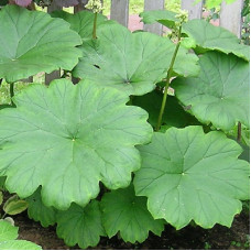 Роджерсия пластинчатая