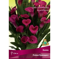 Калла Ройал Принцесс 