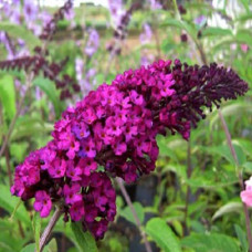 Буддлея Давида Ройал Ред