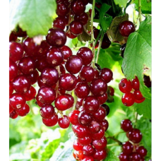 Смородина красная Рондом